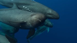 Whale with Steve Backshall Ocean Survivors