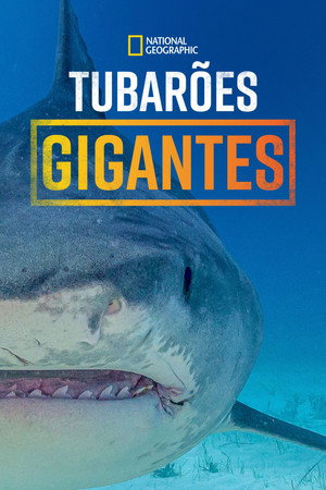 Supersized Sharks