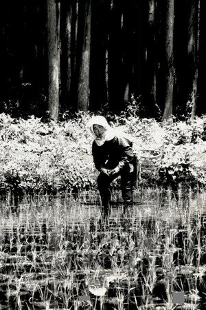 The Japanese Part 3: Farm Song