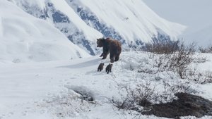 Bears (2014)