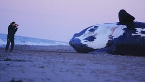 Les dernières baleines franches