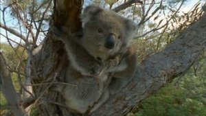 Wild Down Under Gum Tree Country