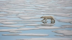 National Geographic : Le Royaume de l'ours polaire film complet