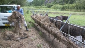 NHK WORLD PRIME: 5×8