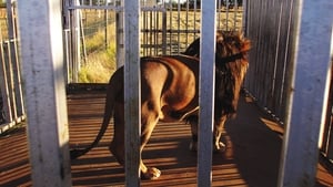 Blood Lions film complet