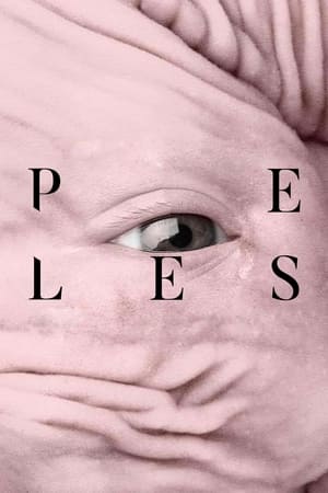 Poster Peles 2017
