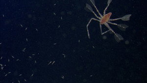 фото  - Смотреть Plankton бесплатно онлайн на Lord-Filmy