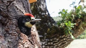 Nature Woodpeckers: The Hole Story