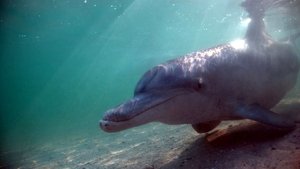 The Dolphins of Shark Bay