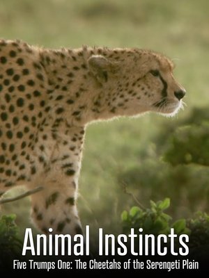 Póster oficial de la película Animal Instincts: Five Trumps One: The Cheetahs of the Serengeti Plain