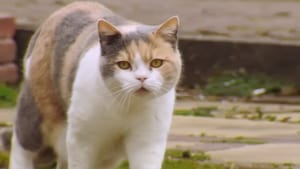 The Secret Life of Cats film complet