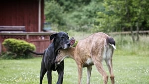 Unlikely Animal Friends Dogs Gone Wild