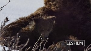 watch Kamchatka Bears. Life Begins 2018 online free