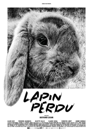 Image Lapin perdu