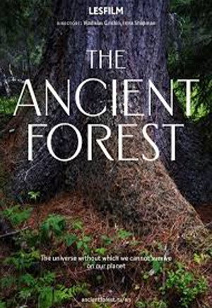 The Ancient Forest