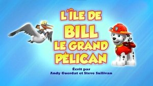 L'île de Bill, le grand pélican