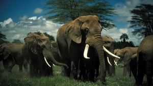 Unforgettable Elephants