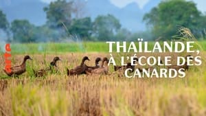 Thaïlande, à l'école des canards film complet