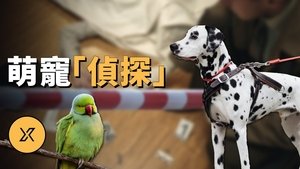 Episode 262 on X调查 Season 1 Episode 262 – April 2, 2024