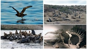 Patagonien 3D - Auf den Spuren von Charles Darwin: Von Buenos Aires bis Cabo dos Bahias film complet