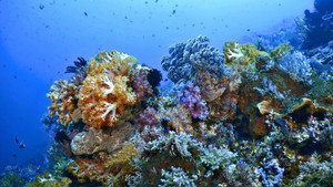 Into the Blue: Las maravillas del Tri&aacute;ngulo de Coral