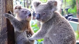 How Do Animals Do That? Cool Koalas and Elephant Calls