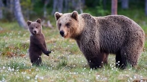 Le pays de l'ours