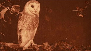 Wild Birds in Their Haunts