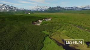 watch Kamchatka Bears. Life Begins 2018 online free