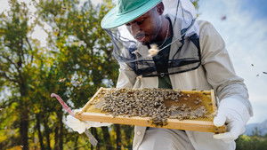 Segredos das Abelhas