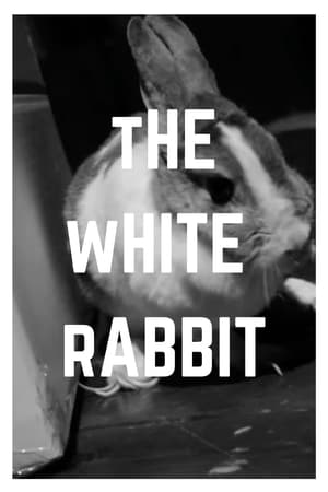 Poster di The White Rabbit