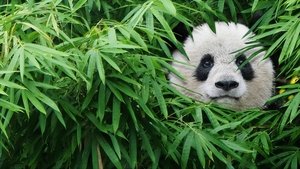 Pandas 2018