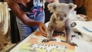 Izzy's Koala World Flame's Rescue