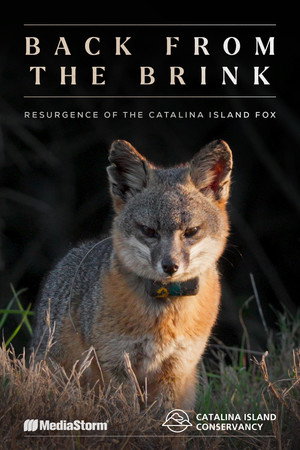 Back from the Brink: Resurgence of the Catalina Island Fox's Poster