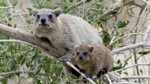 Les réseaux sociaux des animaux film complet