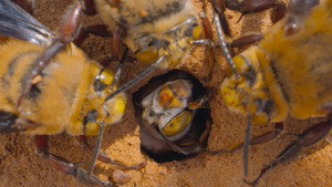 Secrets of the Bees: 1×1