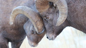 Mountain: Life at the Extreme: 1×1 {year} Online En Netflix