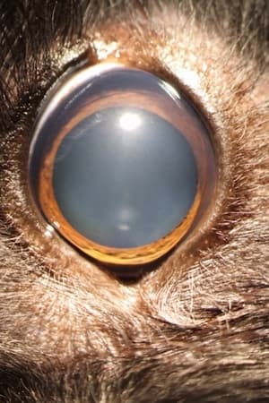 Image Ellie's Eye