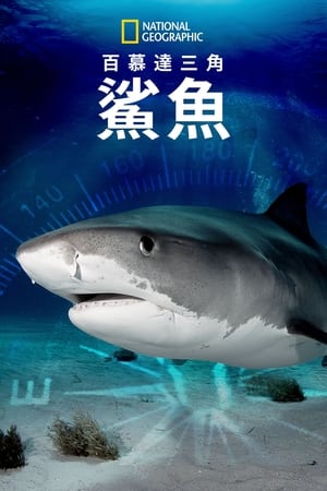 Image 百慕大三角：鯊魚
