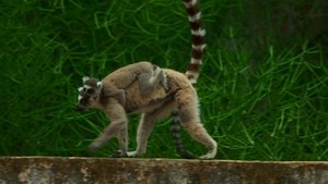 Gangs of Lemur Island Risk and Reward