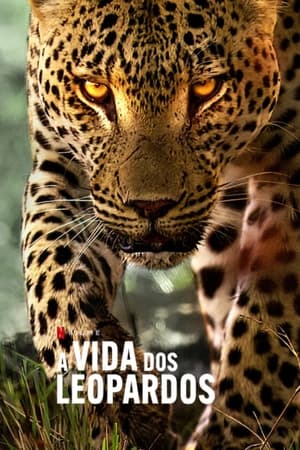 A Vida dos Leopardos Torrent (2024) Dual Áudio 5.1 WEB-DL 1080p ─ Download