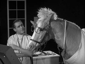 Mr. Ed: 3×25