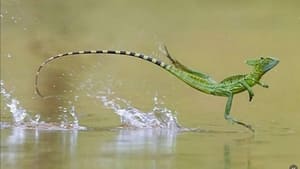 How Do Animals Do That? Levitating Lizards and Immortal Jellyfish