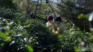 A Winter Sun Wakes the Wind in Spring Hills’ Dream