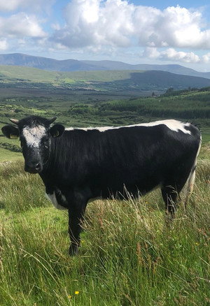 Apocalypse Cow: How Meat Killed the Planet