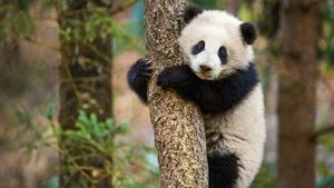 Disneynature: Nacidos en China (2016) HD 1080p Latino