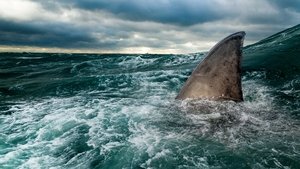 Sharks of the North