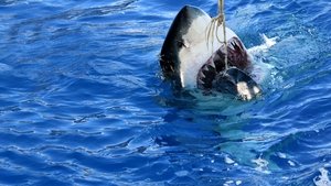 Counting Jaws (2022)