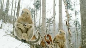 Golden Monkeys: Braving The Impossible