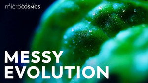 The Remarkable Mystery of Land Plants still